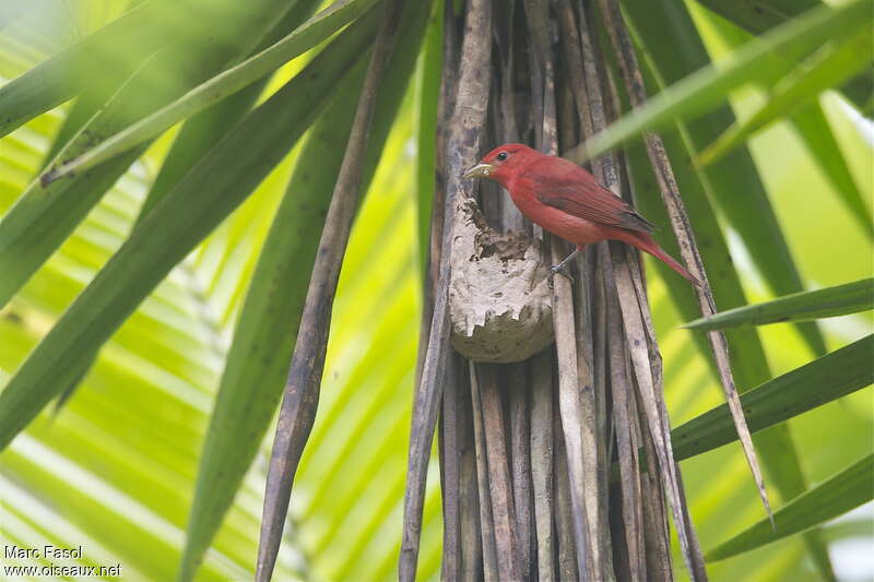 Summer Tanager male adult, fishing/hunting, Behaviour