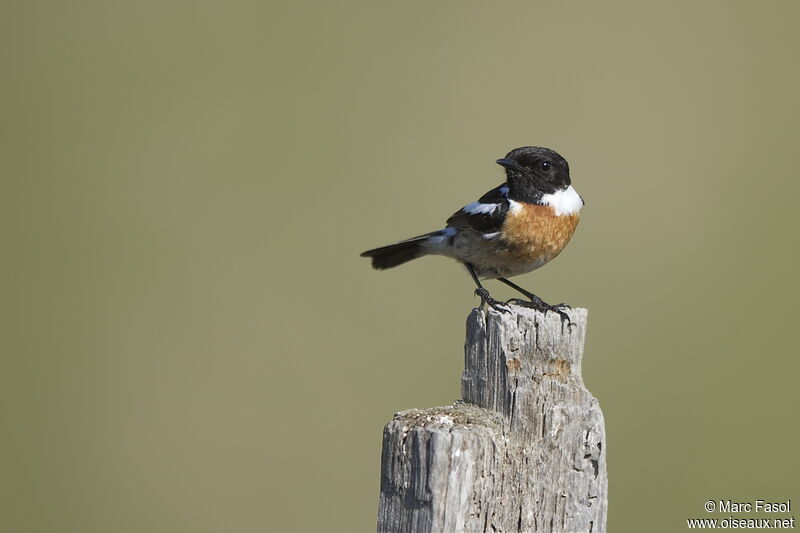 European Stonechat male adult breeding, identification