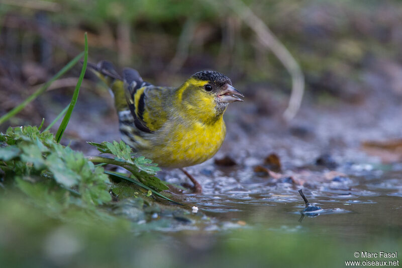 Eurasian Siskin male adult, identification