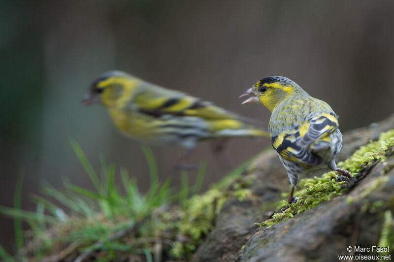 Eurasian Siskin male adult