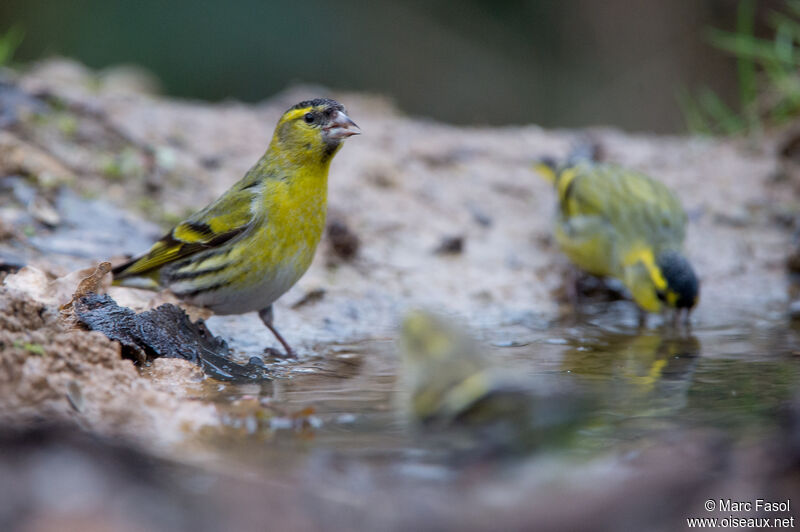 Eurasian Siskinadult, drinks