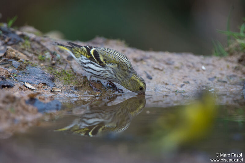 Eurasian Siskin female adult, drinks