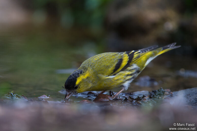 Eurasian Siskin male adult breeding, identification