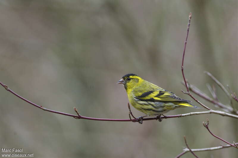 Eurasian Siskin male adult breeding, identification