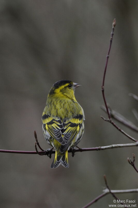 Eurasian Siskin male adult breeding, identification