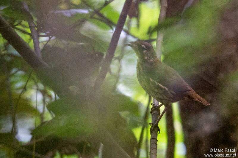 Short-tailed Antthrushadult, identification