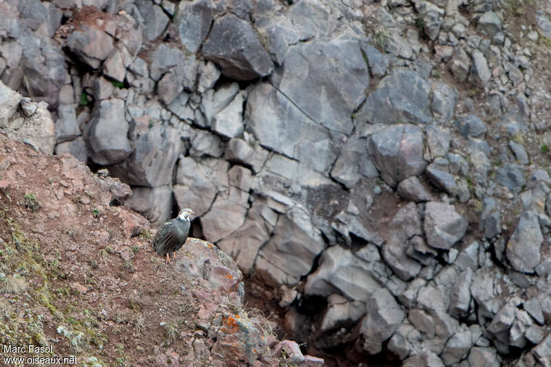 Tétraogalle du Caucaseadulte, identification, camouflage