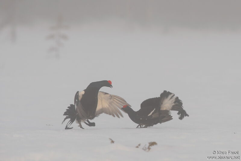 Black Grouse male adult, identification, Behaviour