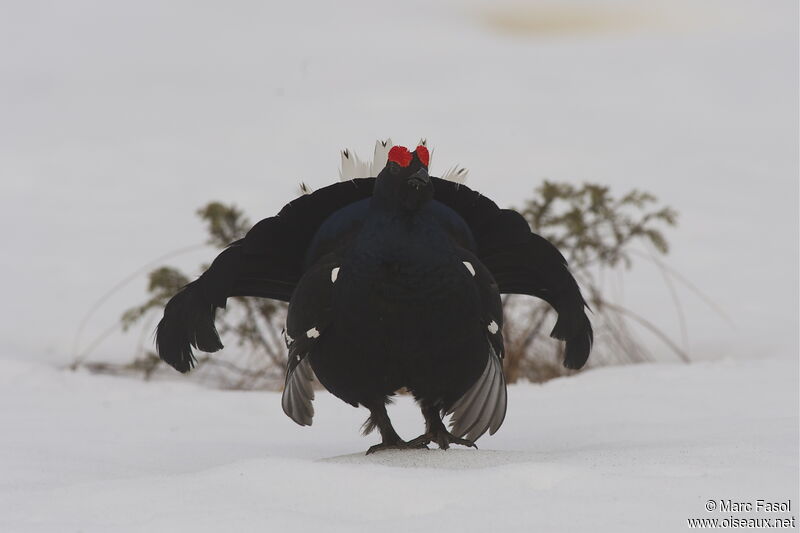 Black Grouse male adult breeding, identification, Behaviour