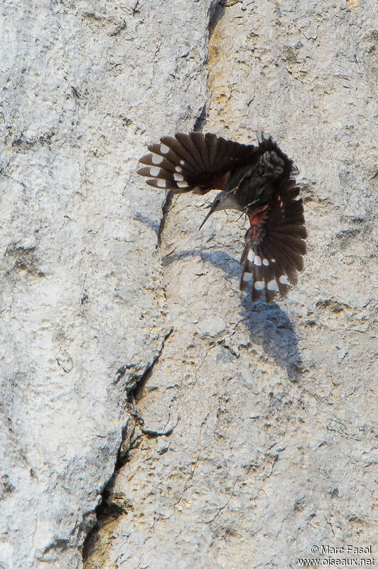 Wallcreeper male adult post breeding, Flight