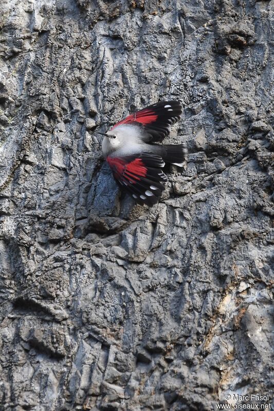 Wallcreeperadult post breeding, identification, Flight, Behaviour