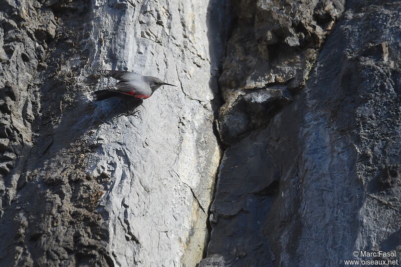 Wallcreeperadult post breeding, identification, Behaviour