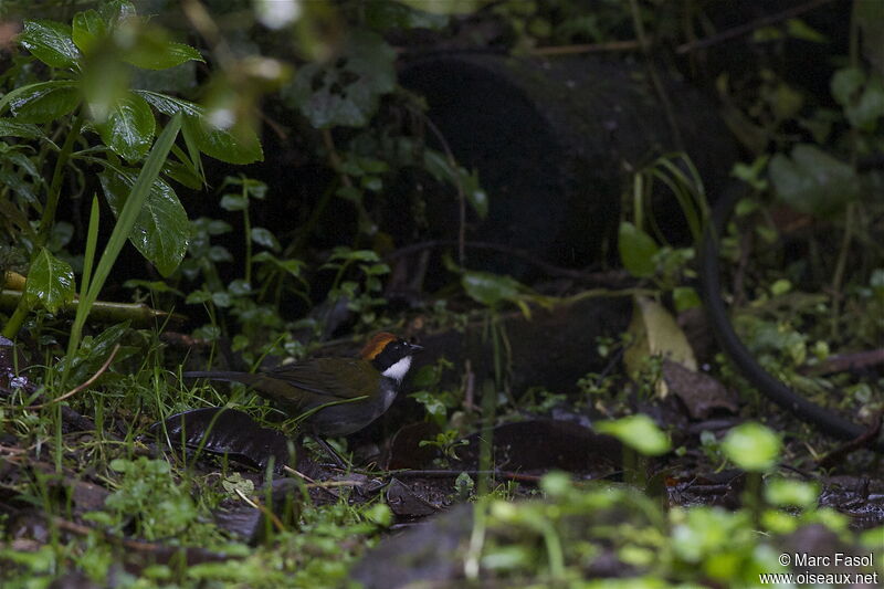 Chestnut-capped Brushfinchadult, identification