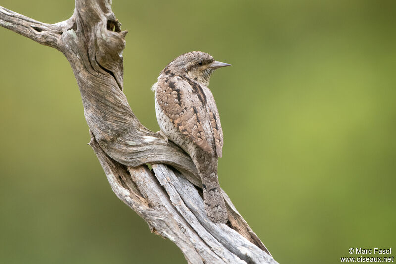 Torcol fourmilieradulte nuptial, identification, camouflage