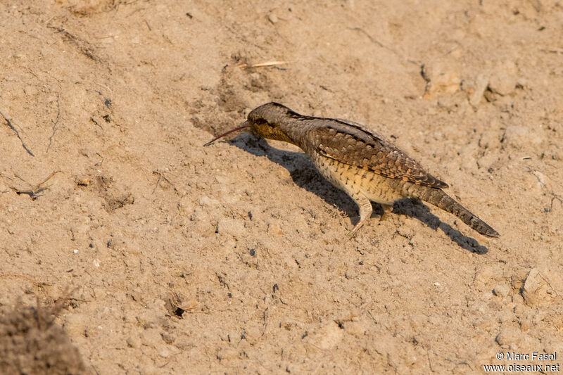 Eurasian Wryneckadult, feeding habits, eats