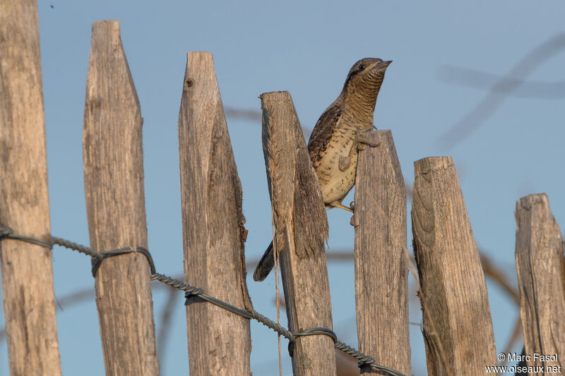 Torcol fourmilieradulte, identification