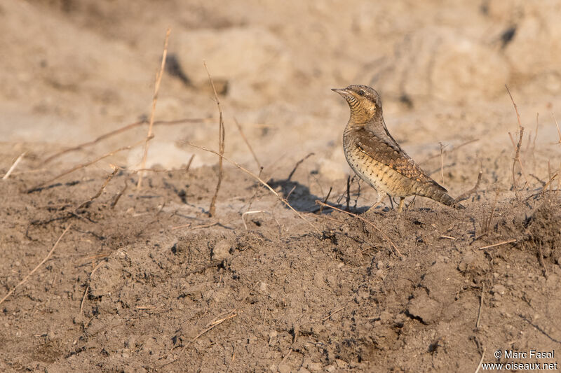 Torcol fourmilieradulte, identification, camouflage