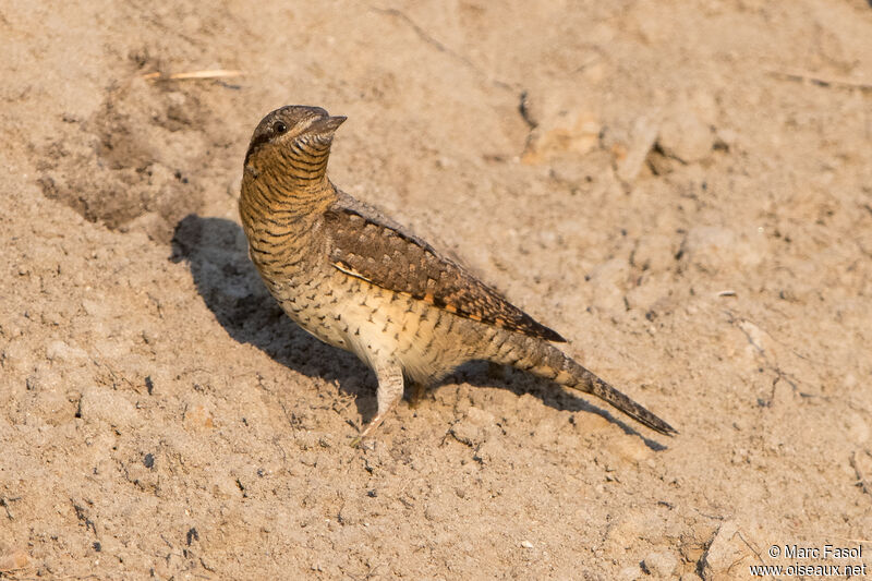 Eurasian Wryneckadult, identification