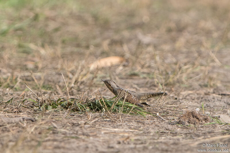 Eurasian Wryneckadult, identification, camouflage