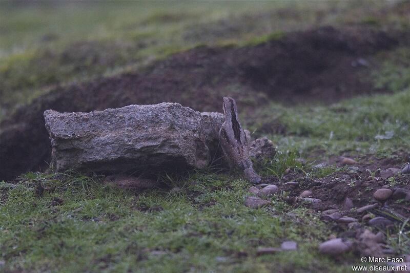 Eurasian Wryneck, identification, feeding habits, Behaviour