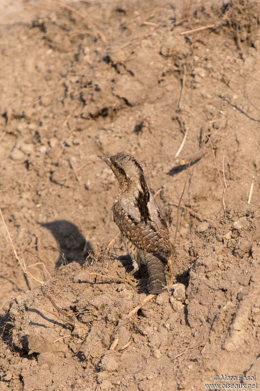 Eurasian Wryneckadult, identification, camouflage