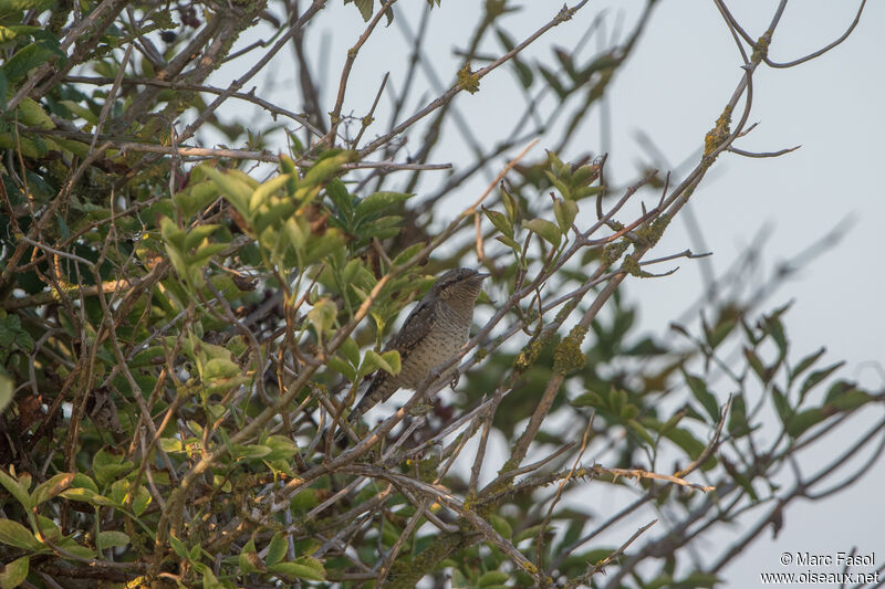 Eurasian Wryneckadult, identification, camouflage