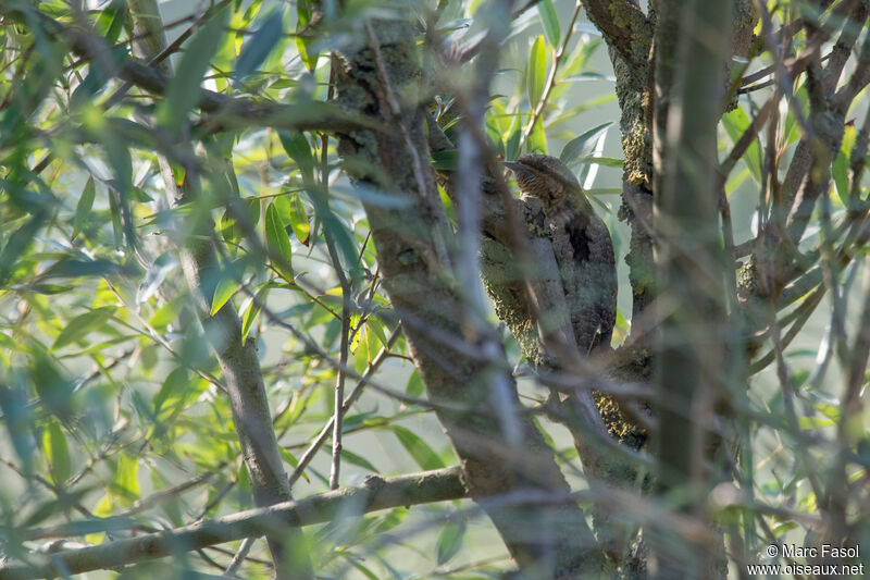 Eurasian Wryneck, identification, Behaviour