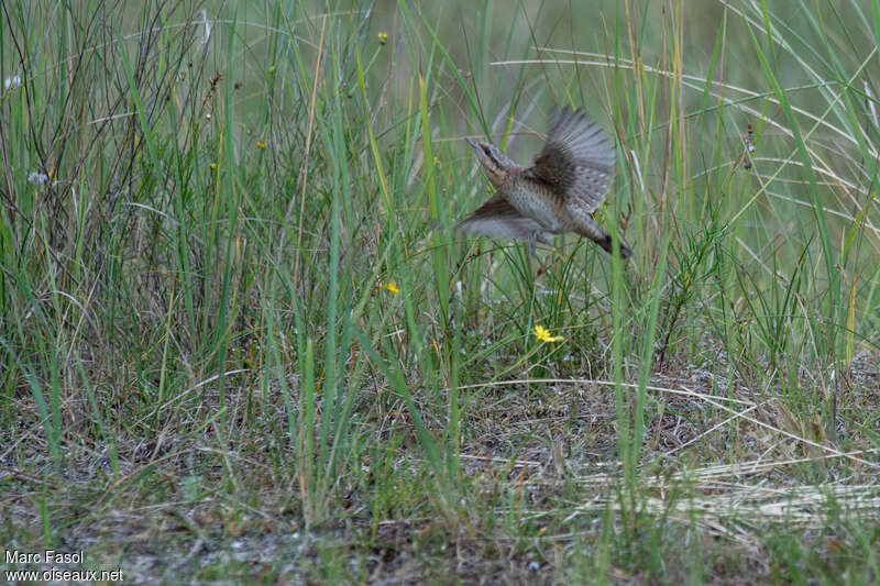 Eurasian Wryneck, Flight