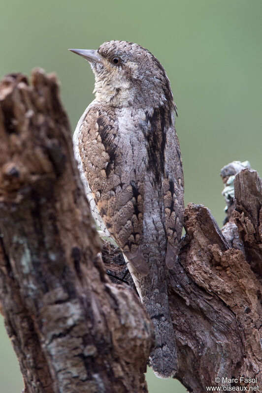 Eurasian Wryneckadult breeding, identification, camouflage