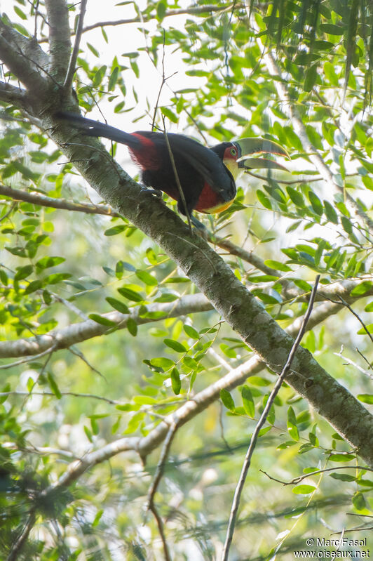 Toucan à ventre rougeadulte, habitat