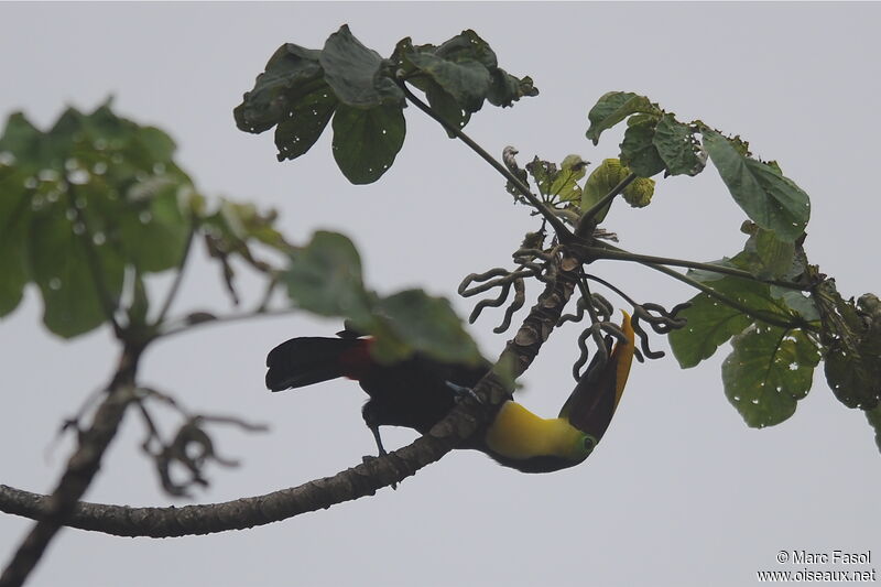 Toucan de Swainsonadulte, identification, régime, Comportement