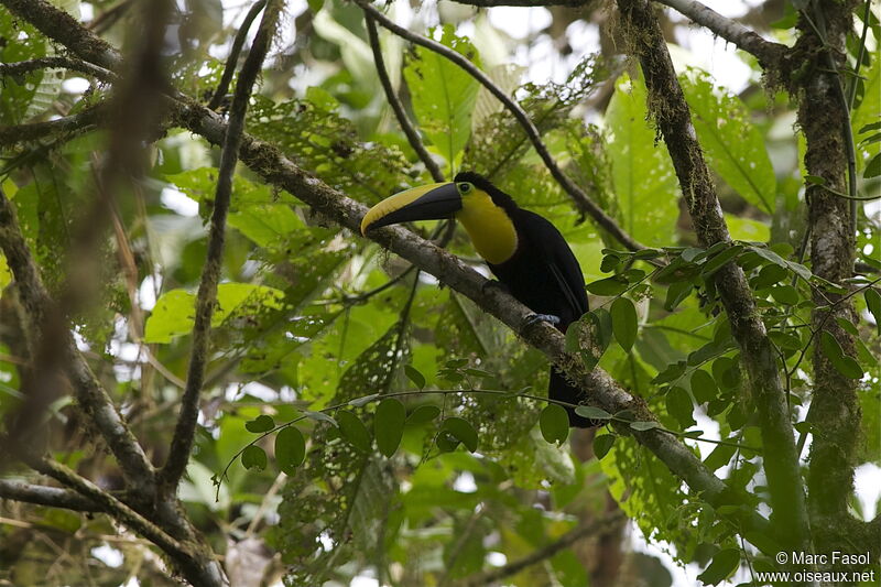 Choco Toucanadult, identification