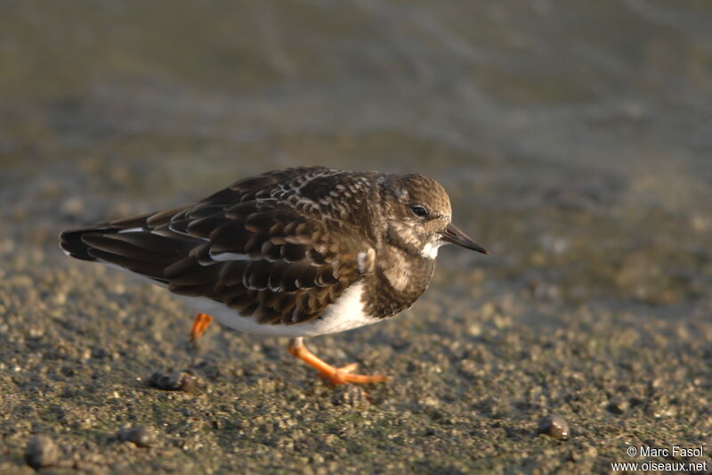 Ruddy Turnstoneadult post breeding, identification