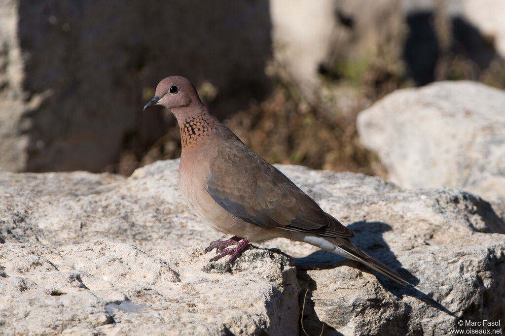 Tourterelle mailléeadulte, identification