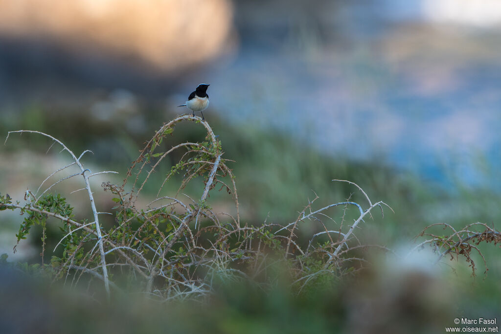 Traquet de Chypre mâle adulte, habitat