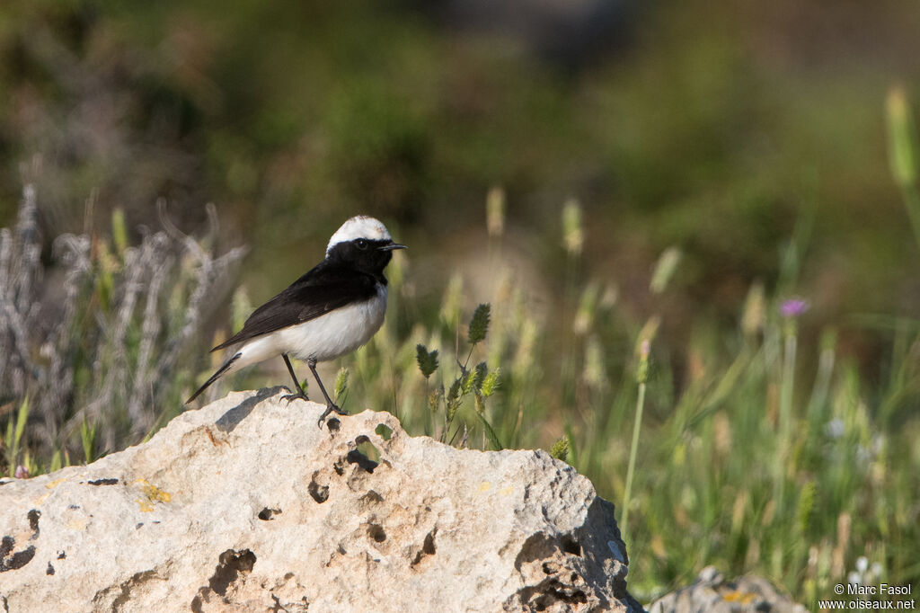 Traquet de Chypre mâle adulte nuptial, identification