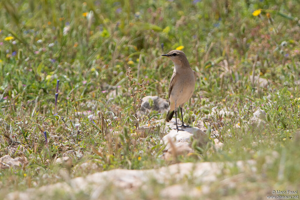 Traquet isabelleadulte, identification