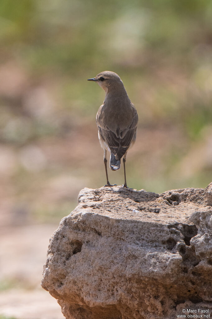 Traquet isabelleadulte, identification
