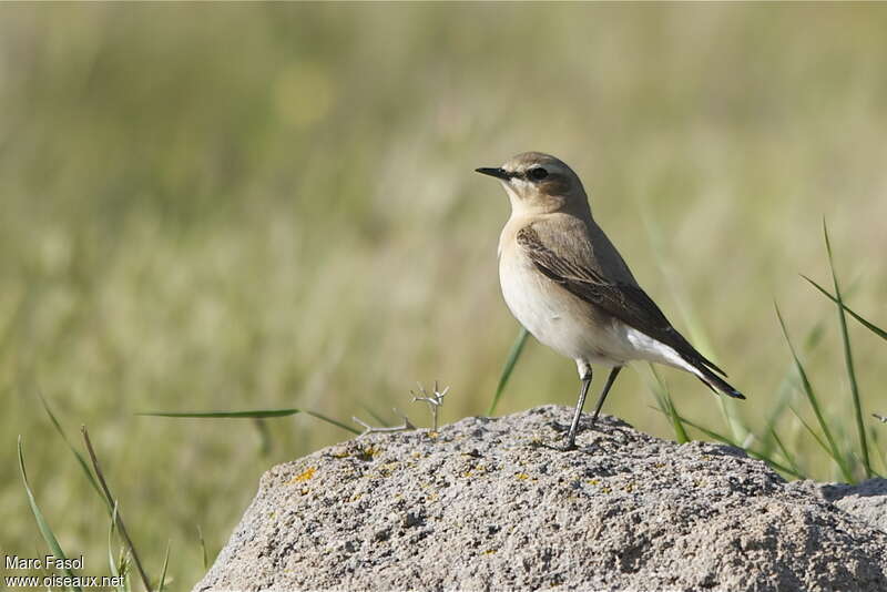 Northern Wheatear female adult breeding, identification