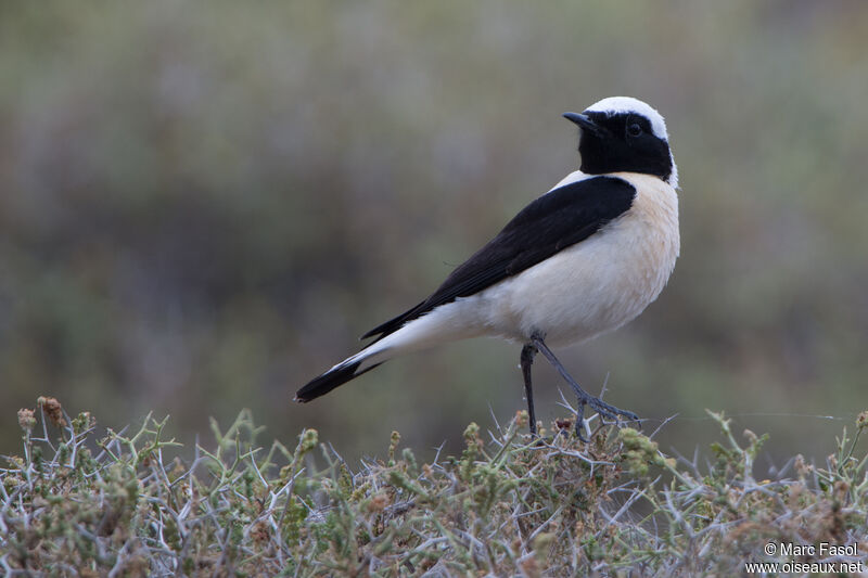 Eastern Black-eared Wheatear male adult, identification