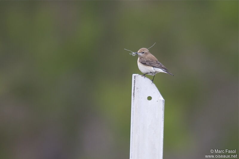 Eastern Black-eared Wheatear female adult breeding, Reproduction-nesting, Behaviour