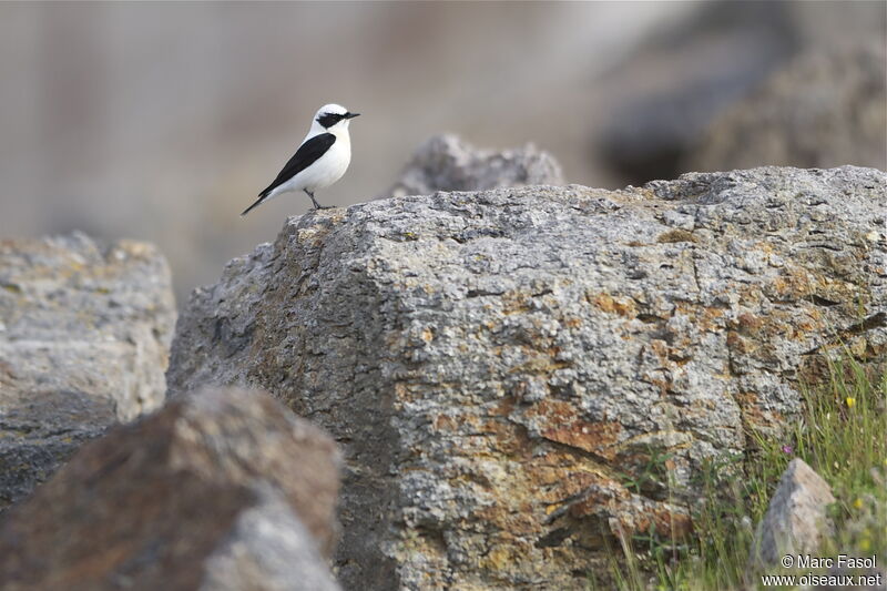 Eastern Black-eared Wheatear male adult breeding, identification