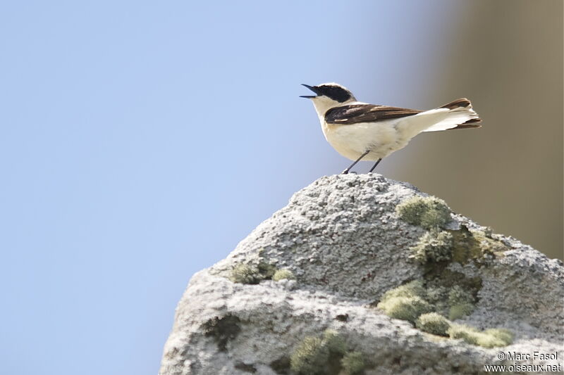 Eastern Black-eared Wheatear male adult, identification, song, Behaviour