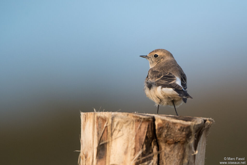 Traquet pie mâle 1ère année, identification