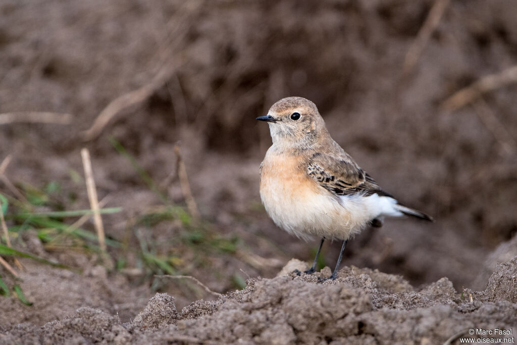Traquet pie mâle 1ère année, identification
