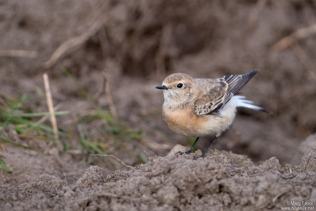 Traquet pie mâle 1ère année, identification