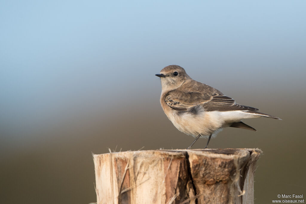 Traquet pie mâle 1ère année, identification