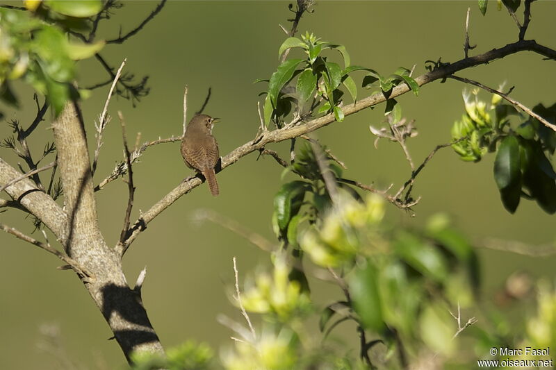 Troglodyte austral mâle adulte, identification, chant