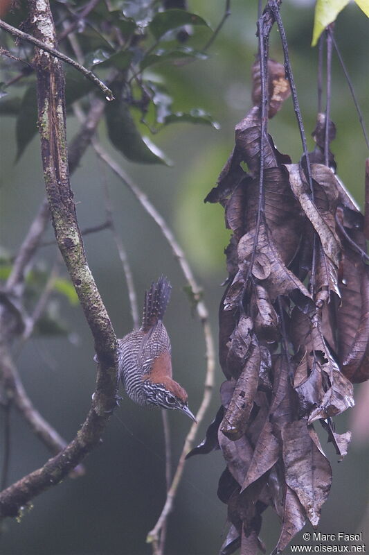 Riverside Wrenadult, identification, feeding habits, Behaviour