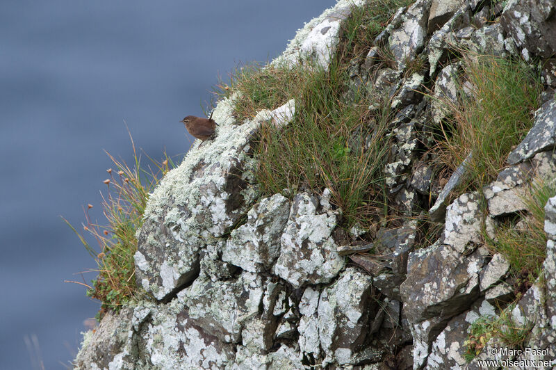 Eurasian Wren, habitat